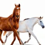 Horse Doctor's Husband Book 2 Adventures Springhill Media Kindle eBook-0