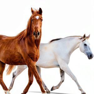 Horse Doctor's Husband Book 2 Adventures Springhill Media Kindle eBook-0