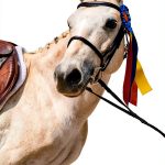 Pine Mountain Horse Park Romance: A Heartwarming Equestrian Story-0