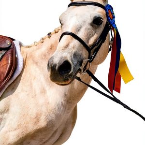 Pine Mountain Horse Park Romance: A Heartwarming Equestrian Story-0