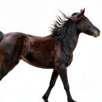 Horse Care Guide by Bracken, Book 6 of 6, Kindle Edition-0