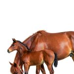 For Love & Horses Book 3 Romantic Horse Racing Novel Many Ponies-0