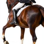 Pine Mountain Horse Park Romance Kindle eBook – 195 Pages-0