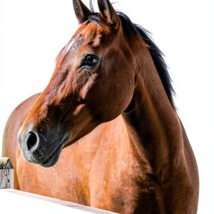 Horse Care Essentials Kindle Edition by Author Name – 176‑Page Guide-0